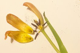 Deze zomer speelt Suburbia de voorstelling 'Carnage'