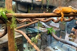 Nieuwe diersoort en nieuw ecodisplay in Almere Jungle