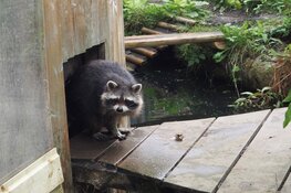 Dierenpark Almere Jungle verwelkomt vier nieuwe wasberen