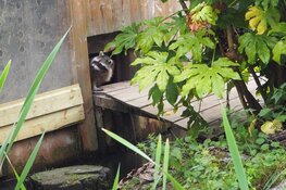 Dierenpark Almere Jungle verwelkomt vier nieuwe wasberen