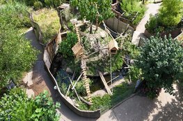 Dierenpark Almere Jungle verwelkomt vier nieuwe wasberen