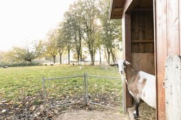 Vier Dierendag met Stad & Natuur op de Beestenbende en Den Uylpark!