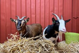 Nieuwe diersoort in Almere Jungle