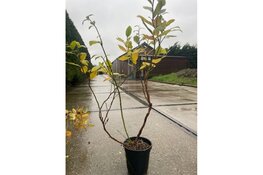 Gratis bomen en blauwe bessen ophalen in Almere en Lelystad