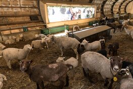 Schapenpraatjes bij de Schaapskooi in het Vroege Vogelbos