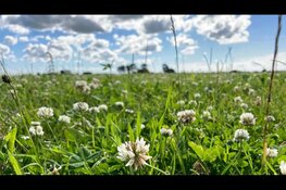 Flevoland zet in op groenbemesters en kruidenrijk grasland