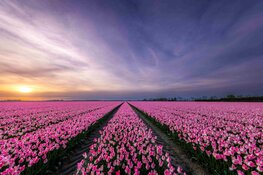 Flevoland grootste tulpengebied van Nederland