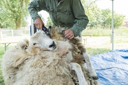 Vier de lentefeesten op de kinderboerderijen van Stad & Natuur