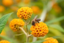 Wereld Plantendag met interactieve familie-activiteiten bij Almere Jungle