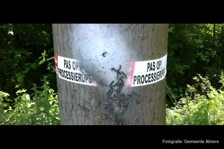 Eikenprocessierups gevonden in Almere Haven