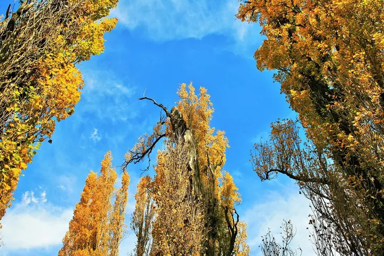 Almere wil meer grote, oude bomen
