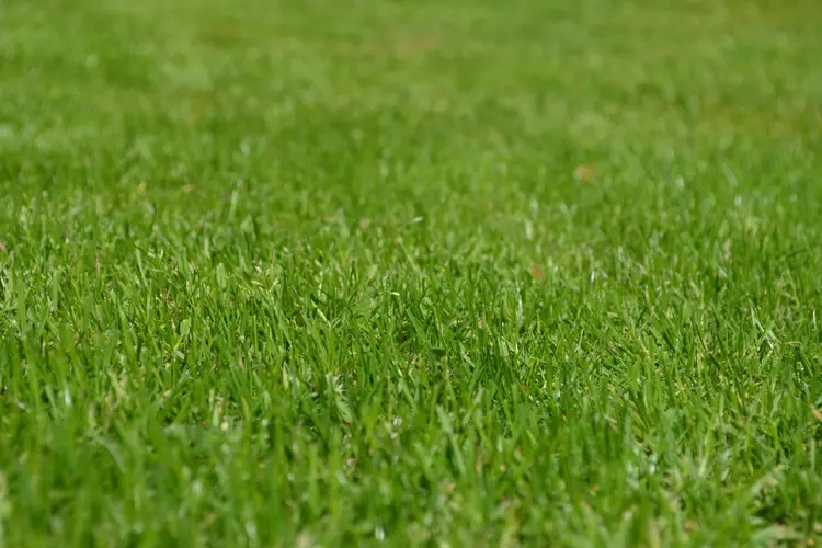 Graszodenkopen.nl: dé leverancier van verse grasmatten voor Almere en omstreken