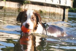 Expeditie Dierendag: Een uniek uitje voor honden en baasjes in Almere