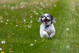 Expeditie Dierendag: Een uniek uitje voor honden en baasjes in Almere