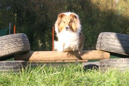 Expeditie Dierendag: Een uniek uitje voor honden en baasjes in Almere