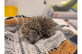 Open Dag bij Egelopvang Midden Nederland in Huizen