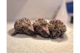 Open Dag bij Egelopvang Midden Nederland in Huizen