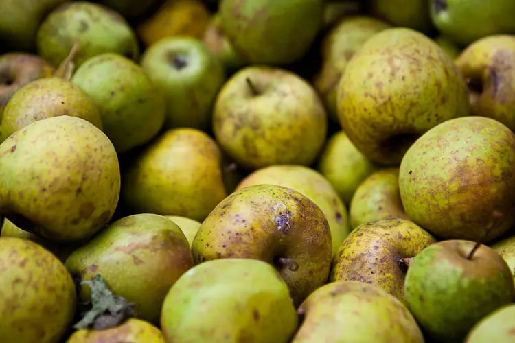 Appelplezier onder de appelbomen in het Cascadepark
