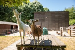 Kinderboerderijen Den Uylpark en de Beestenbende vieren dierendag