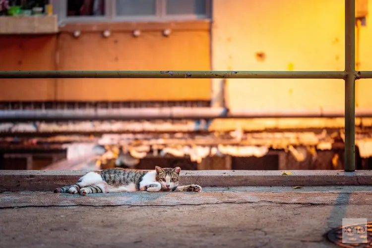 Ook voor zwerfdieren blijft opvang en zorg beschikbaar