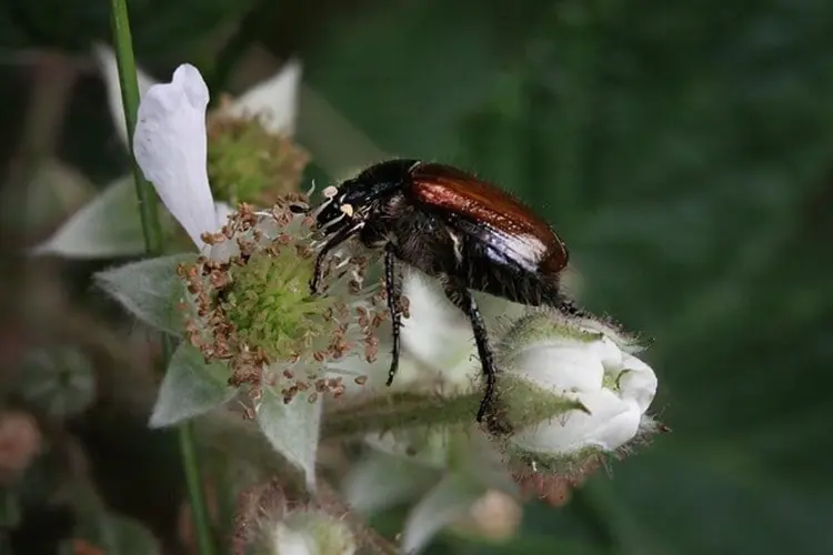 Ruimtelijke uitbreiding: de voordelen van een poolhouse