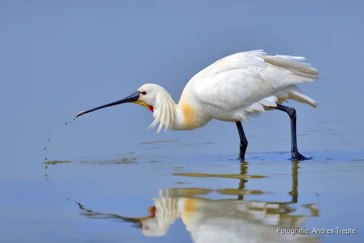 Na 20 jaar weer broedende lepelaars in de Lepelaarplassen