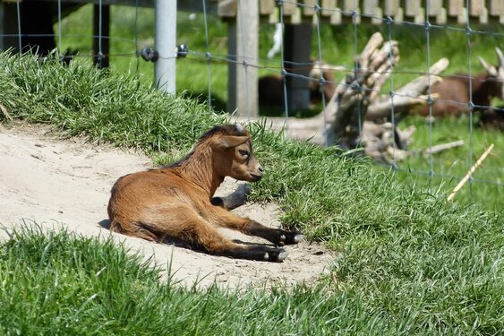 Gemeente Almere en Stad & Natuur slaan handen ineen voor dierenwelzijn