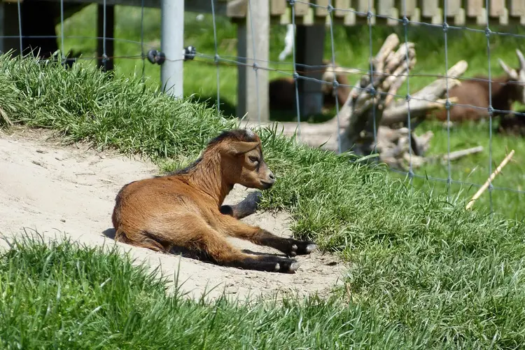 Gemeente Almere en Stad & Natuur slaan handen ineen voor dierenwelzijn