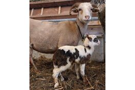 Eerste lammeren geboren bij schaapskooi Stad & Natuur in Almere Haven