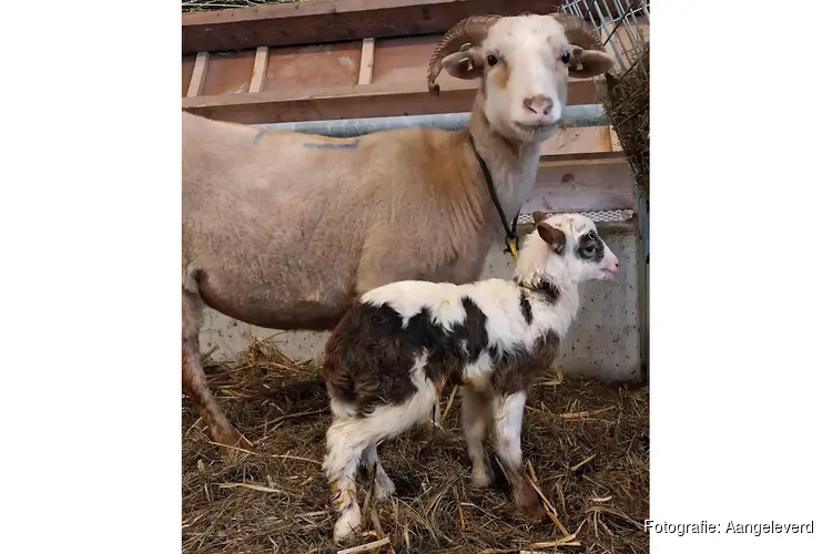 Eerste lammeren geboren bij schaapskooi Stad & Natuur in Almere Haven