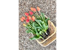 Zelf tulpen plukken bij Groene Pluk