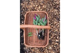 Zelf tulpen plukken bij Groene Pluk