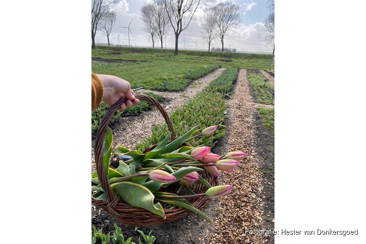 Zelf tulpen plukken bij Groene Pluk, een nieuwe lente-activiteit