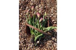 Zelf tulpen plukken bij Groene Pluk, een nieuwe lente-activiteit