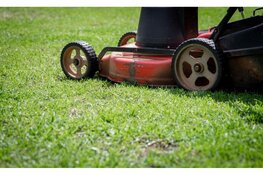 Engerlingen in je tuin in Almere zo herken je het probleem en pak je het aan