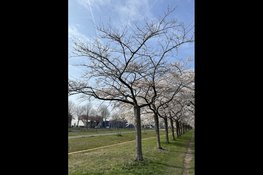 Gemeente wil bloesemlanen Regenboogbuurt behouden