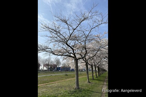 Gemeente wil bloesemlanen Regenboogbuurt behouden