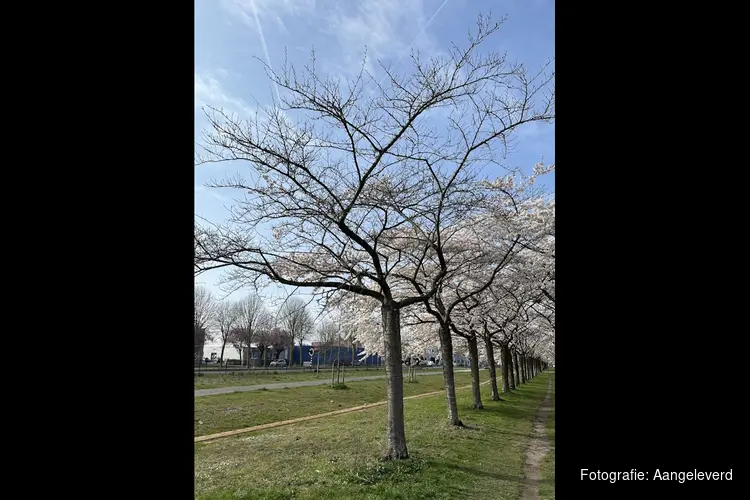 Gemeente wil bloesemlanen Regenboogbuurt behouden