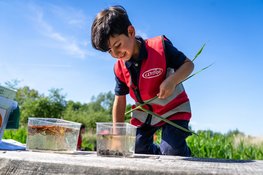 Insecten als superhelden bij Stad & Natuur op de Kemphaan