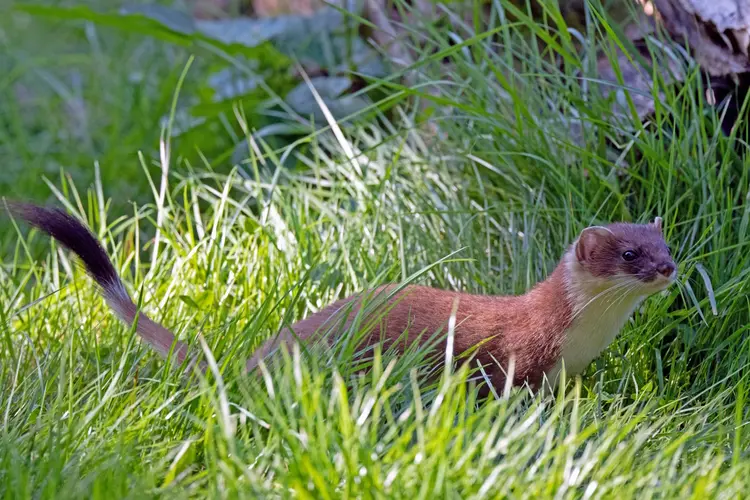 Marters, buurkatten en de Almeerse achtertuin