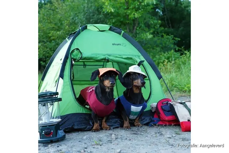 5 september Teckelfeestdag: een feest voor teckels én hun baasjes!