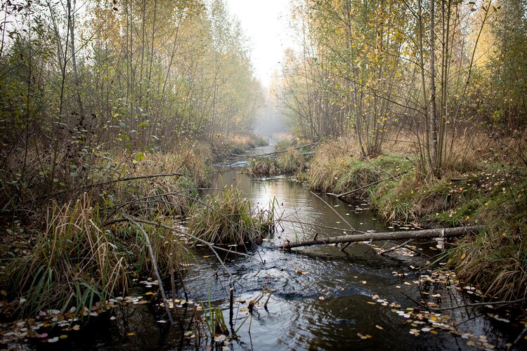 Staatsbosbeheer wil drie kilometer Gooimeerbeek opknappen