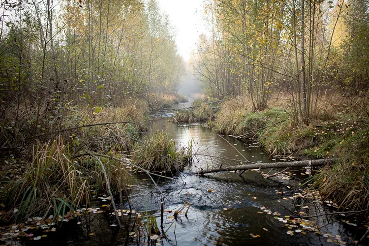 Staatsbosbeheer wil drie kilometer Gooimeerbeek opknappen