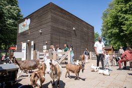 Dierendagfeest op Kinderboerderij den Uylpark