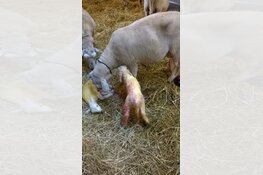 Eerste 2 lammetjes geboren