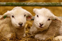 DE ‘LAMMETJESBOOM’ IN VOLLE GANG BIJ DE SCHAAPSKOOI