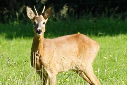 22 september gaat De Grote Vijf ree safari weer van start