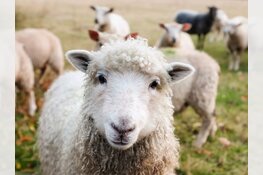 Renovatie Schaapskooi en vernieuwing schaapskudde vroege vogelbos