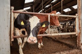 Divers programma Dutch Agri Food Week in Almere