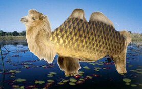 Mini-college voor het hele gezin over ontstaan van nieuwe soorten bij Stad & Natuur Almere